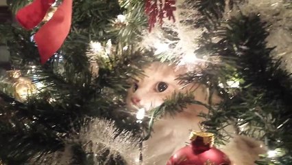 Crying kitty regrets climbing Christmas tree