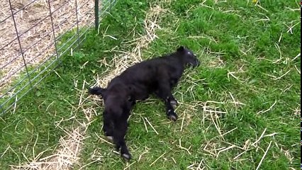 Animals Getting Scared Over Nothing - YouTube