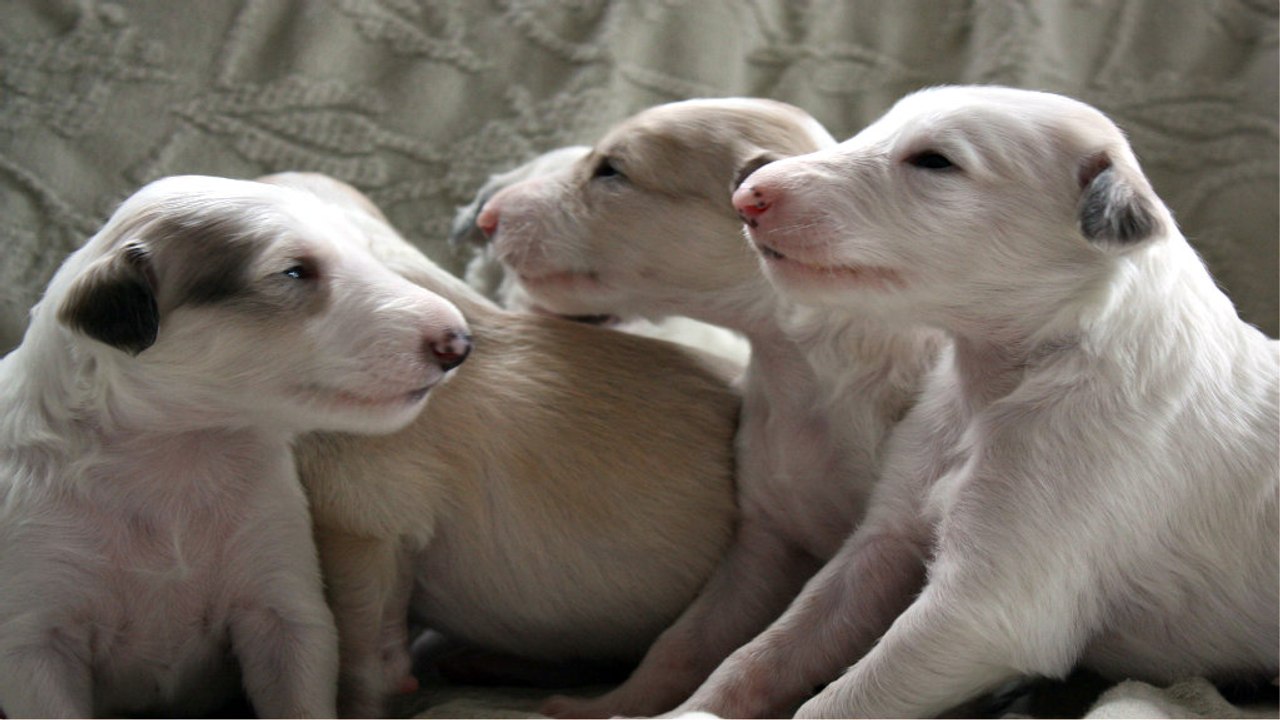 How to Care for Newborn Puppies