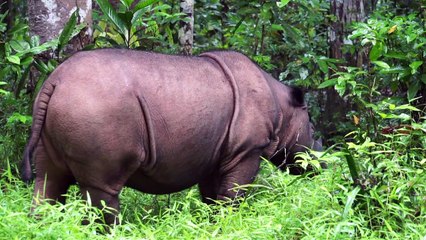 Sauver le rhinocéros de Sumatra dans la jungle indonésienne