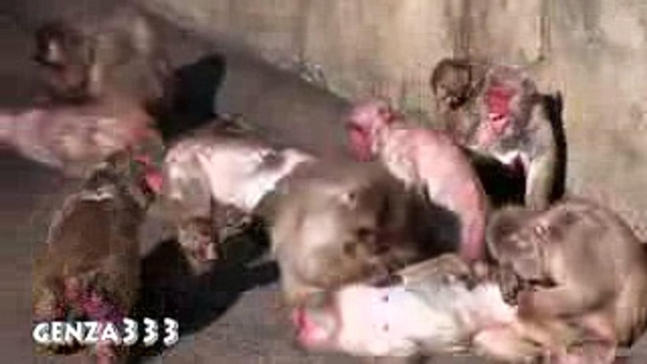 Development fight of baby monkeys to fight the parent-Animal Fight Video - YouTube