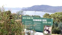 Saving the Tasmanian Devil on the Tasman Peninsula