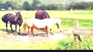 Funny Horse Video - Try Not To Laugh