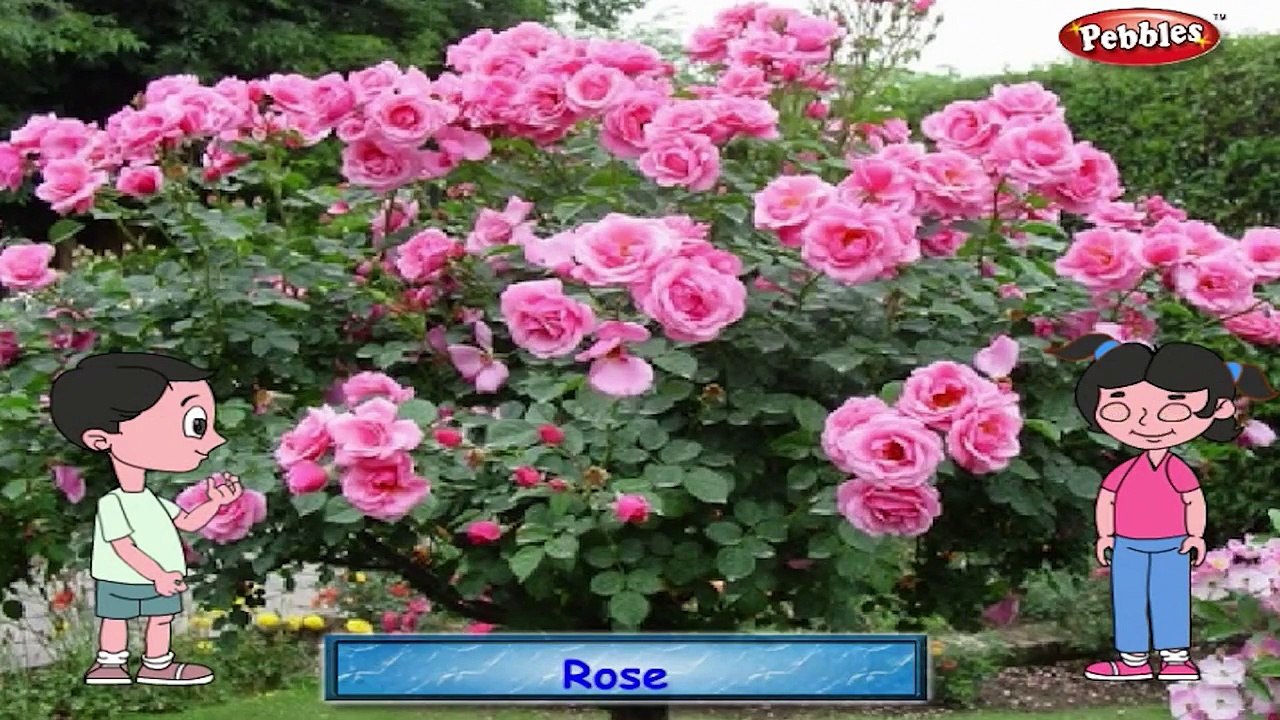 Rose Rhyme | Flower Rhymes for Children | Nursery Rhymes for Kids | Most Popular Rhymes HD