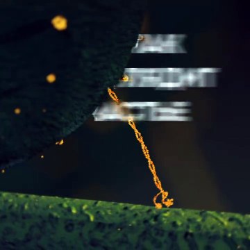 как выглядит счастье