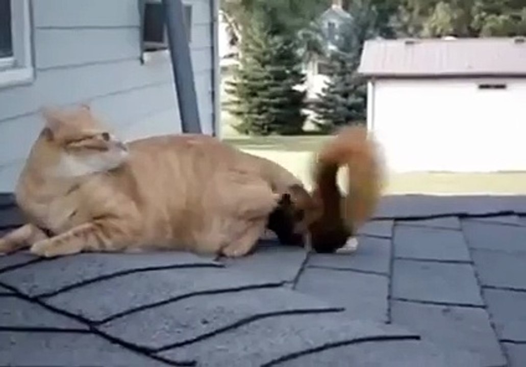 Кот и белочка