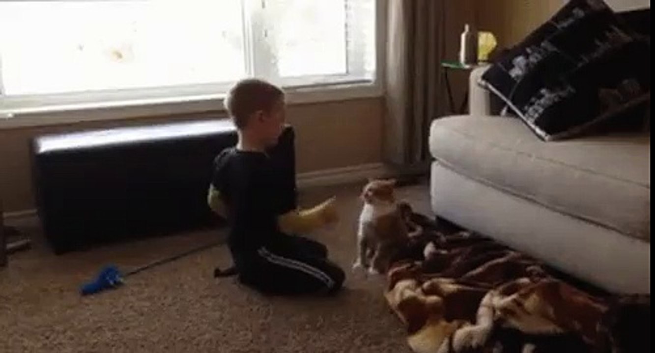 кот и мальчик