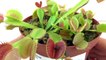 La Vénus Tombe Mouches ne mange pas les mouches | Nourrir une plante carnivore