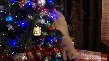 Christmas Planning- Scottish Fold Cats (Bossulica⁄ Shakira the Cat⁄ Briosica Muffin)