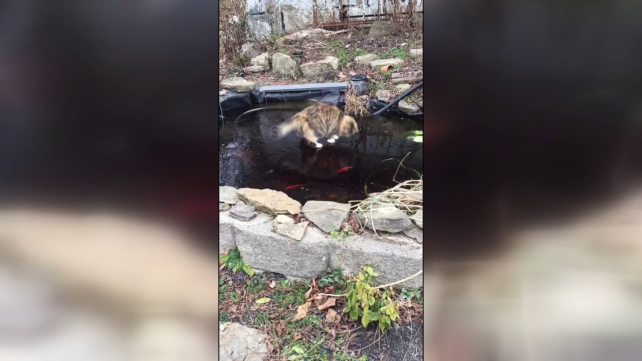 Cat fishing on ice