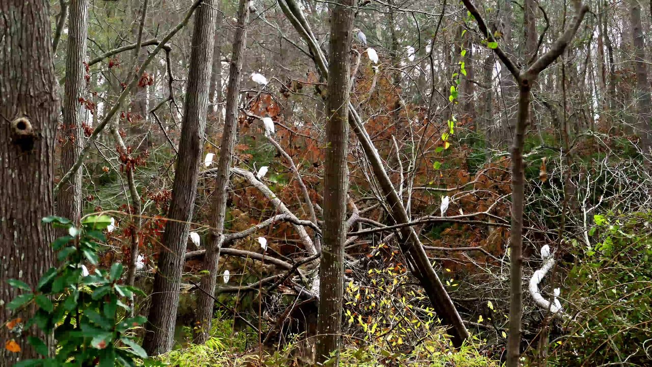 Egrets: The view from my front door.