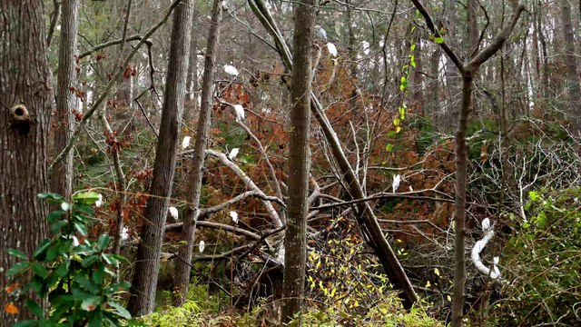 Egrets: The view from my front door.