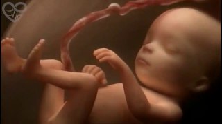 Human Life From Fecundation till Birth Amazing Video!