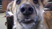 He Tells His Dog That He Ate All The Food… Easily My Favorite Dog Video!