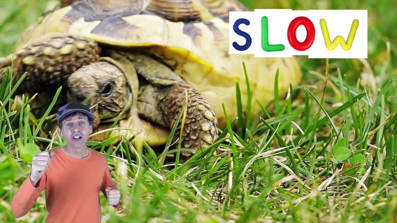 Fast Slow Action Song for Kids | Learning Opposites | Learn English Children