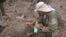 Población de tortugas gigantes se recupera en el archipiélago de Galápagos