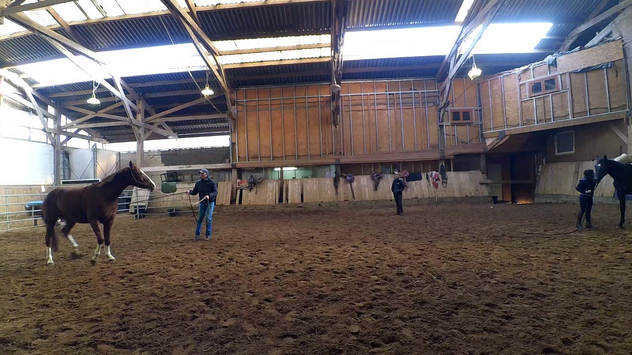 Stage 2 perfectionnement débourrage Shetland Décembre 2016