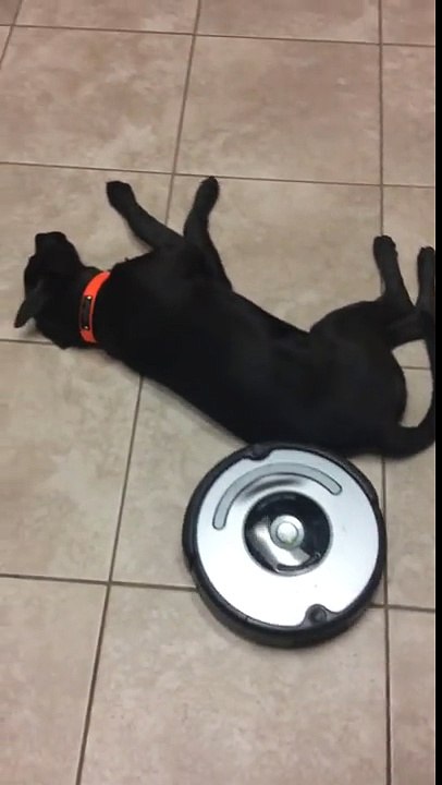 video drole : chien feignant VS robot aspirateur - Vidéo Dailymotion