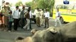 One elephant killed, another injured in accident on Noida expressway ‎