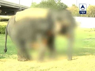 Noida: Speeding dumper kills elephant, injures another