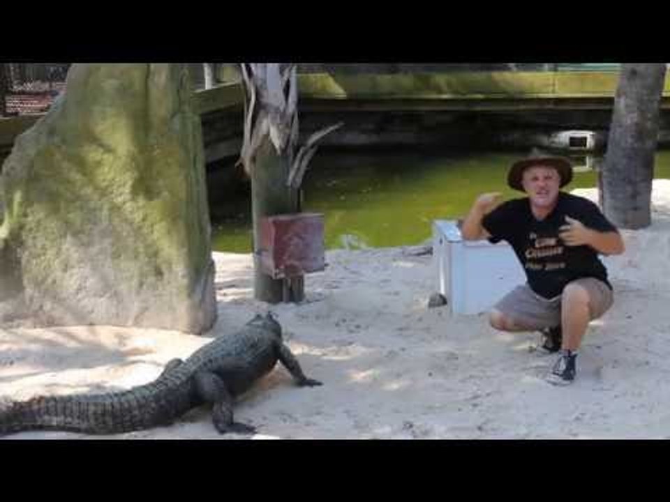 Gator Enthusiast Tries Out Cosplaying in the Enclosure
