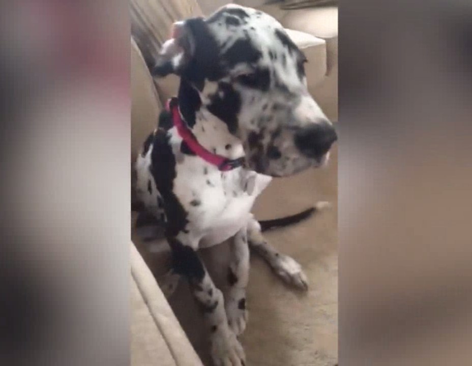 Dogs vs. Couches Fail Compilation | Cutest Animals 2017 | Cutest Pet 2017