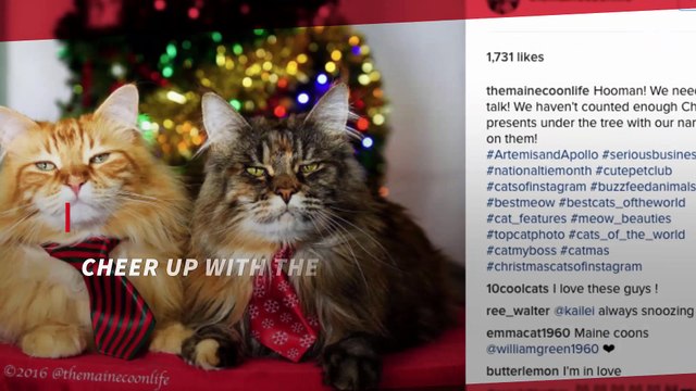 Mon chaton est la ainsi que quelques chats d'amis