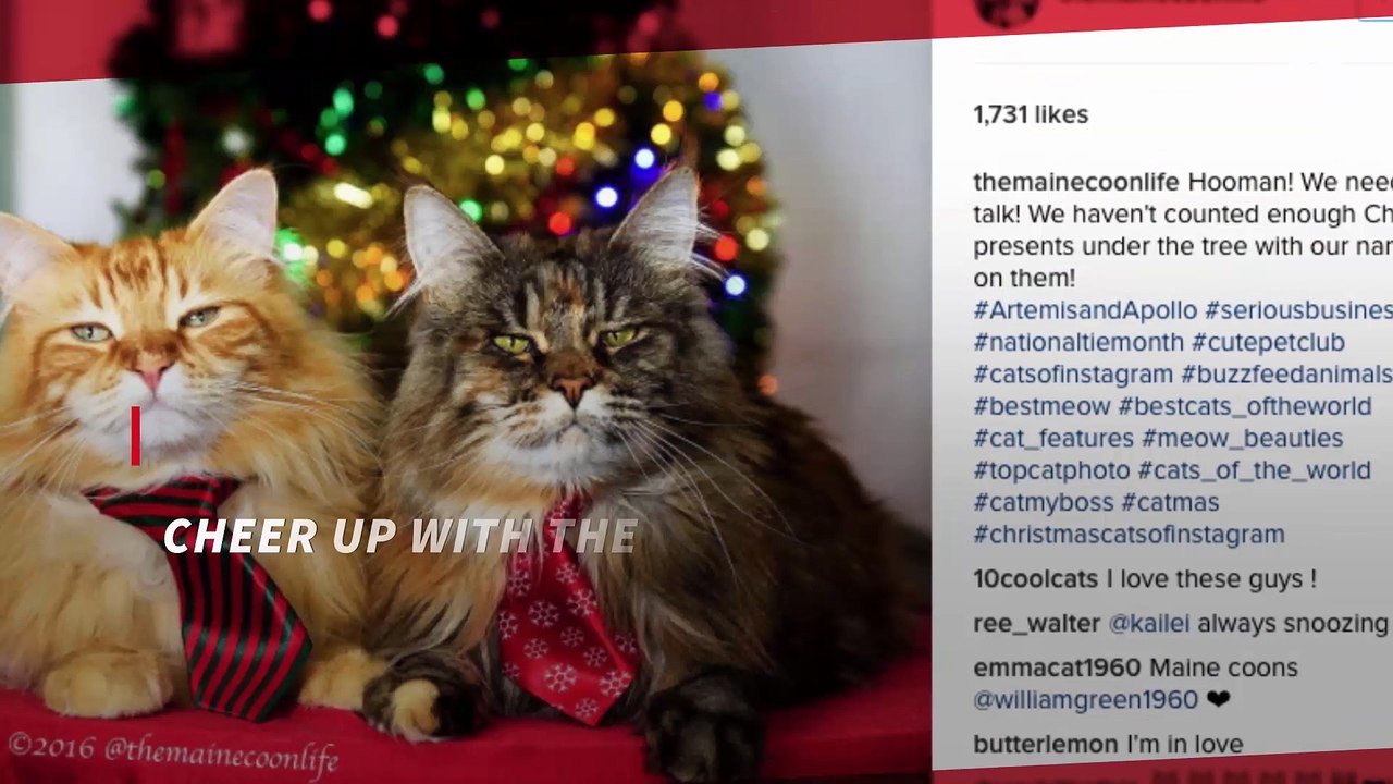 Mon chaton est la ainsi que quelques chats d'amis 