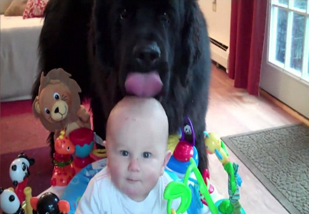 Funny Pet Video Compilation | Cutest Animals 2017 | Funny Cat and Dog Videos! Epic Cats and Dogs!