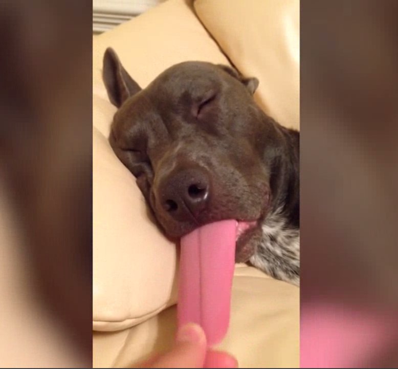 Funniest Sleepy Dog & Cat Videos of 2016 | Cutest Animals 2017 | Funny Pet Video Compilation