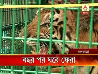 Injured Tiger to be released in Sunder ban jungle after treatment