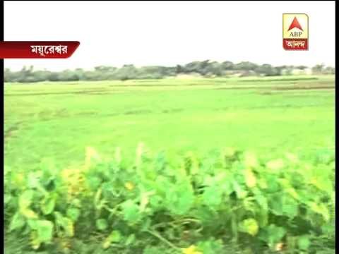 Crude bombs at bamboo garden of a village in Mayureshwar of Birbhum