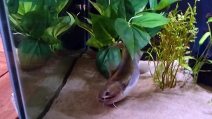 Un poisson-chat ogre dévore un poisson - vidéo