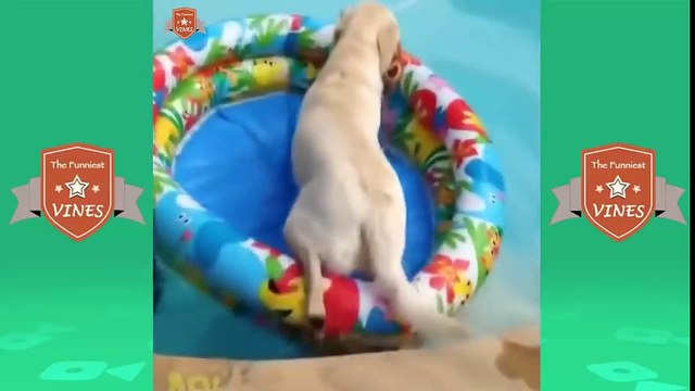 TRY NOT TO LAUGH (HARDEST VERSION) - Funniest CAT&DOG Compilation Best Funny Animals