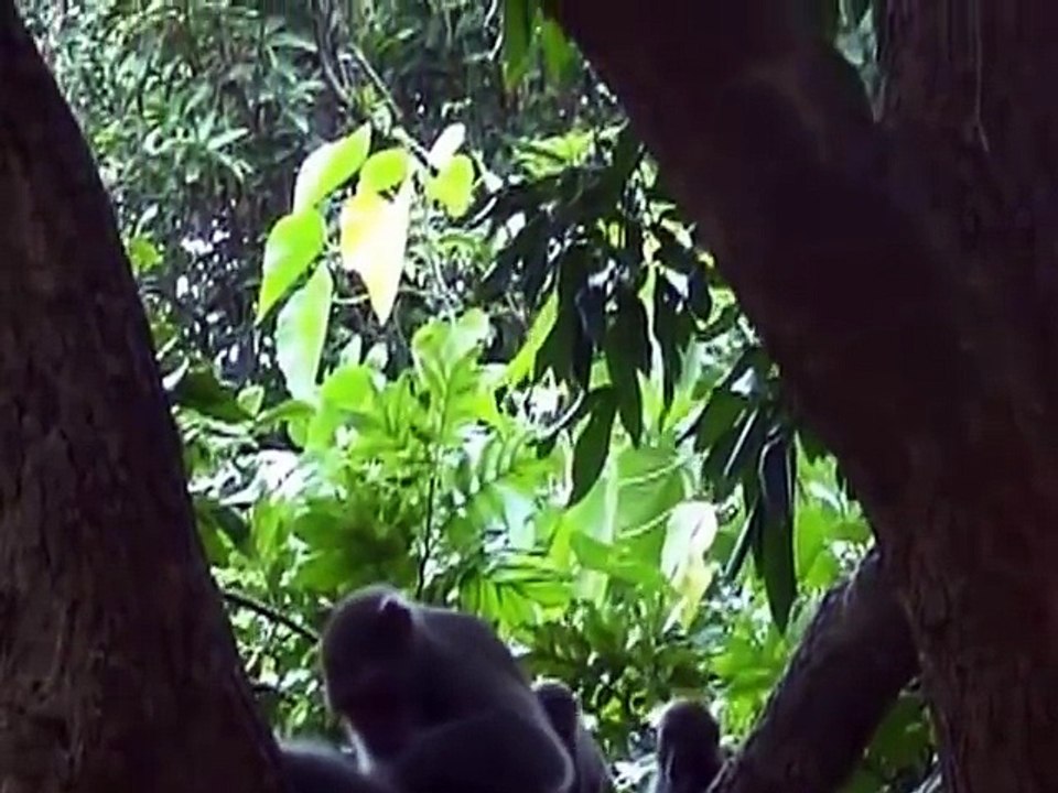 Monkey