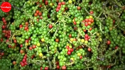 Một cái nhìn tổng quan về Phú Quốc