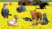 CAT 3D Daddy Finger - FINGER FAMILY SONG - Little Five Cats Finger Family Collection