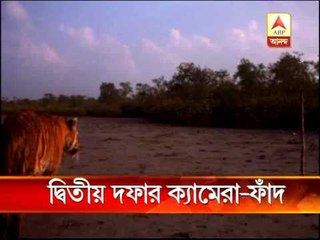 According to  census report, 103 tigers in Sunderban