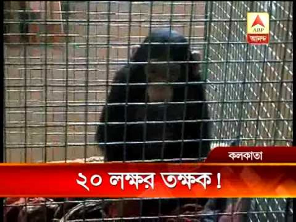 chimpanzee rescued