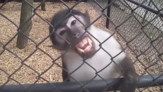 Funniest Monkey Videos of 2017 | Cutest Animals 2017 | Funniest Cute Monkey & Animals Bloopers of 2017 Weekly