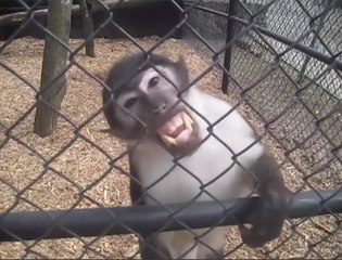 Funniest Monkey Videos of 2017 | Cutest Animals 2017 | Funniest Cute Monkey & Animals Bloopers of 2017 Weekly
