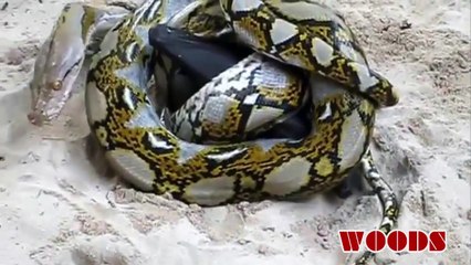 Giant Bat vs Python - Wild Animal Attack | WOODS