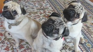 Funniest Cute Pet Home Videos of 2017 Weekly Compilation | Funny Pet Videos | Funniest Cat, Dog & Pets Home Videos Week
