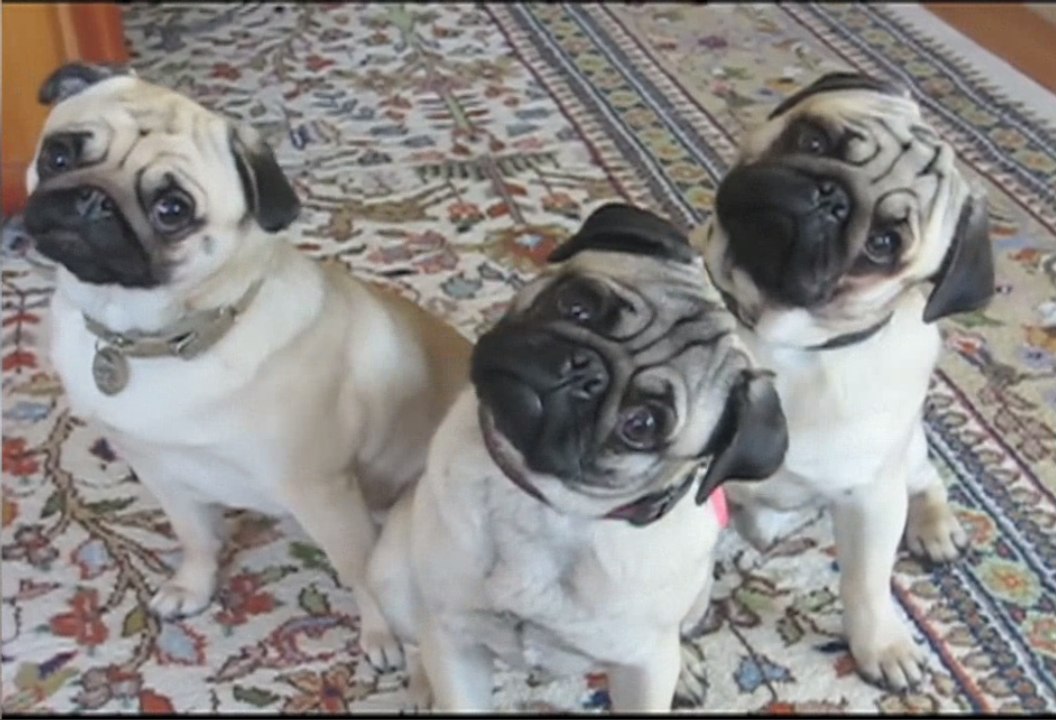 Funniest Cute Pet Home Videos of 2017 Weekly Compilation | Funny Pet Videos | Funniest Cat, Dog & Pets Home Videos Week