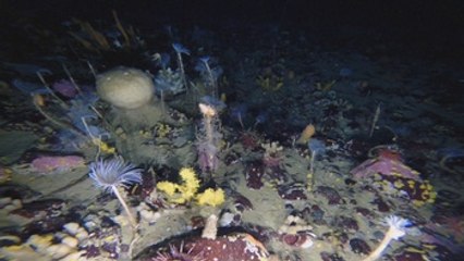 Un mundo lleno de biodiversidad bajo el hielo antártico