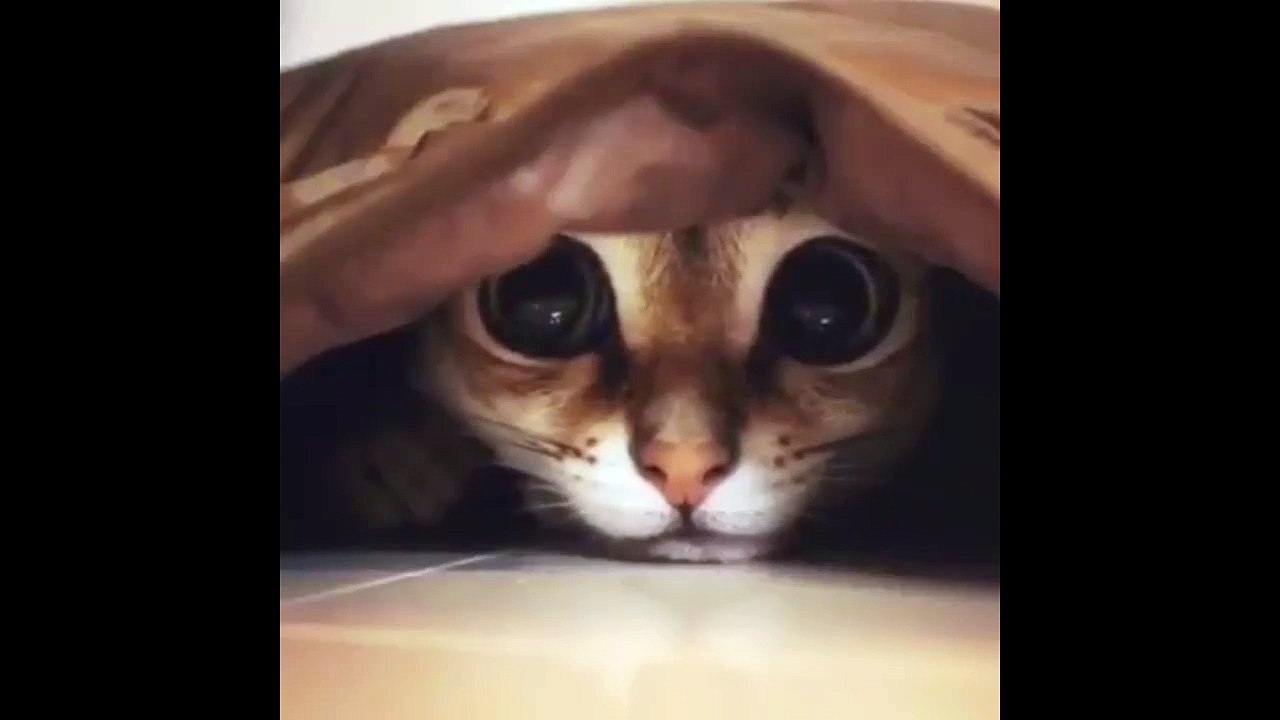 cat funny(4)