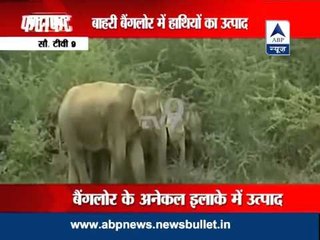 Bangalore: Photojournalist killed in elephant attack