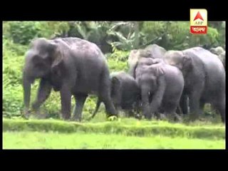 Herd of elephants create chaos at village near Buxa
