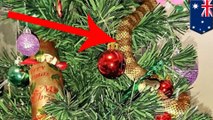 Aussie woman finds deadly tiger snake decorating her Christmas tree