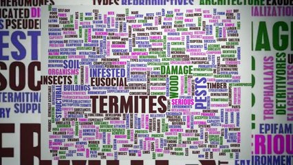 Termite Inspection McKinney TX _ Call 855-230-3002